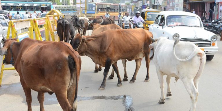 अलीगढ में दर्जन भर गायों को दफनाने का मामला; नाराज ग्रामीणों ने किया प्रदर्शन