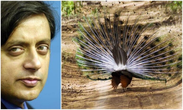 डियर थरूर जी, मोदी के कपड़े खींचते हुए आप मोर बन जाते हैं