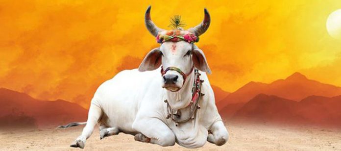 गोवंश, देसी गाय को बचाएँ