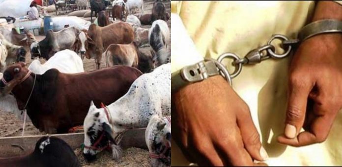 गौ तस्करी