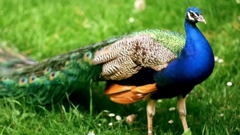 26 जनवरी स्पेशल: मोर के राष्ट्रीय पक्षी बनने की ऐतिहासिक पृष्ठभूमि