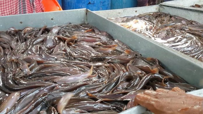 फ़िश