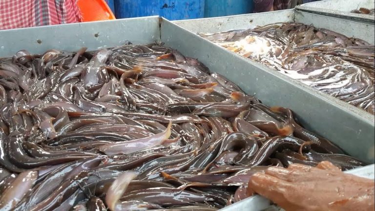 सीएम के निर्देश पर बिहार में मछलियों पर लगे बैन पर मिली राहत