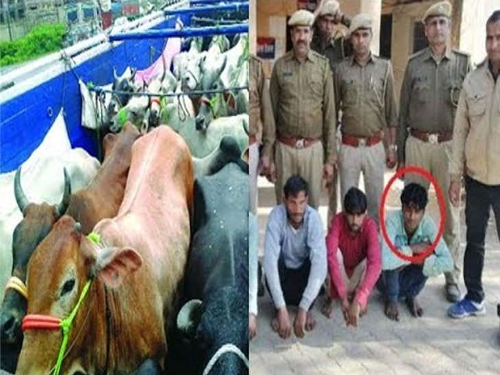 गौरक्षकों द्वारा जिस उमर की मॉब लिंचिंग हुई थी, उसका बेटा गो-तस्करी में गिरफ़्तार