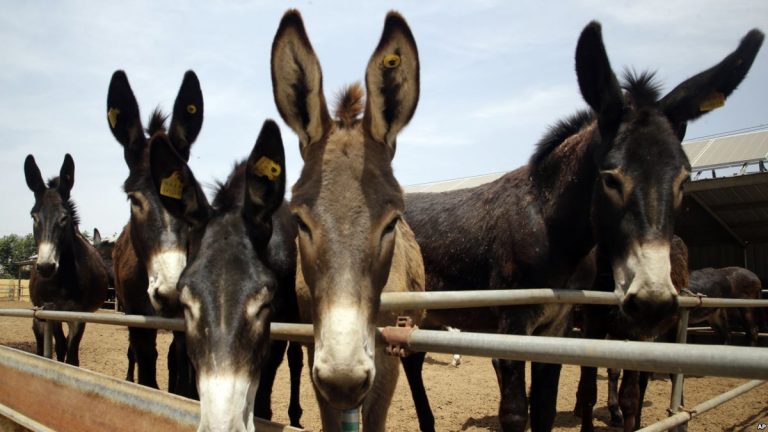 पाकिस्तान का अमानवीय चेहरा: लाखों गदहों की बलि चढ़ा कर भरेगा ख़जाना