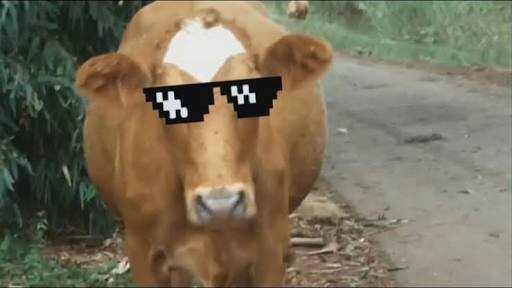 Cow