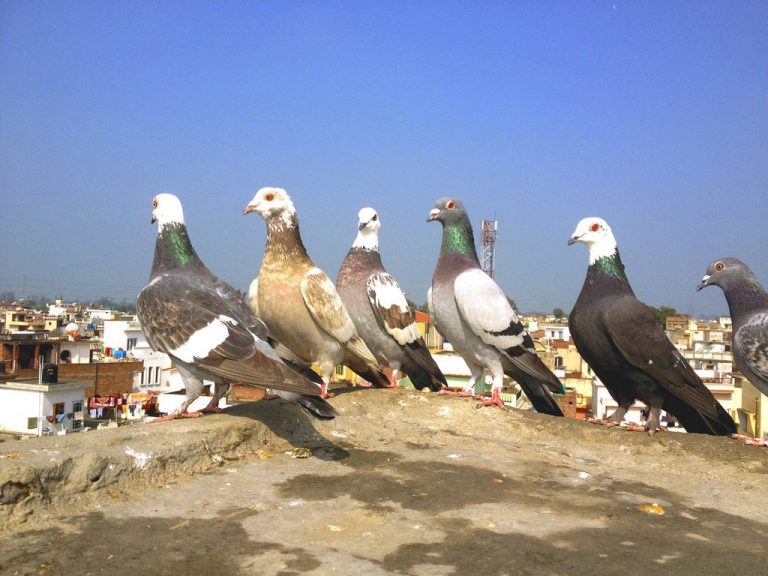 पाकिस्तान का नया कारनामा: नाभि पर कबूतर बिठाकर खींच लेता है हेपेटायटिस वायरस!