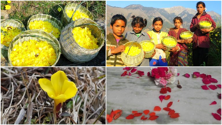 चैत्र संक्रांति के साथ उत्तराखंड मना रहा है प्रकृति देवी का पर्व – फूलदेई