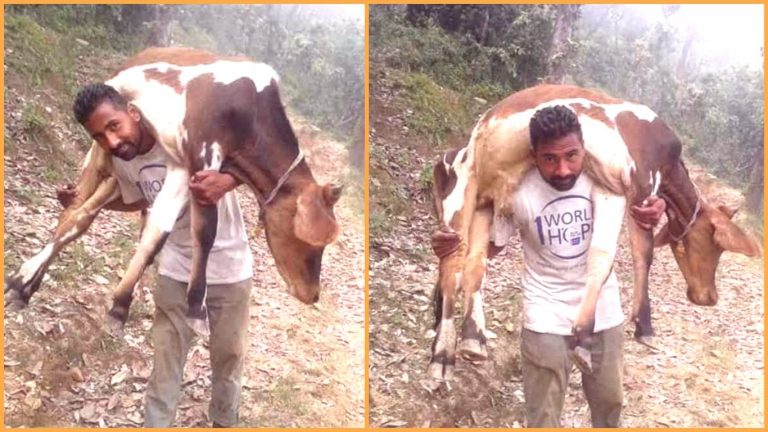 जंगल के बीच गाय को कंधे पर उठाकर इस ‘बाहुबली’ ने कैसे पेश की मिसाल, क्या है कहानी!