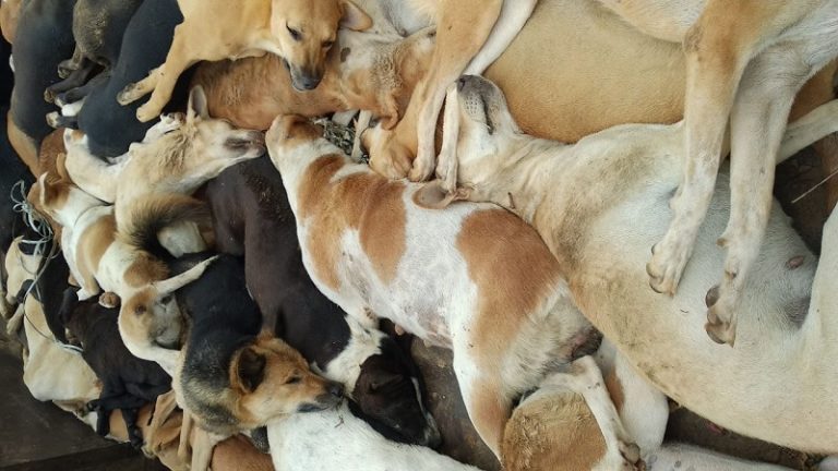 तेलंगाना में नगरपालिका की क्रूरता: 100 कुत्तों को ज़हर देकर मार डाला, ज़मीन में दफनाया