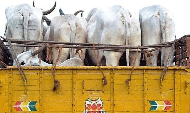 गौ तस्करों ने गौशाला पर किया हमला, महंत की पिटाई के बाद 3 गाय लेकर हुए फ़रार