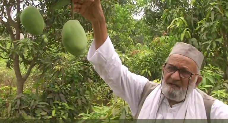 मैंगो मैन हाजी कलीमुल्लाह के बगीचे में उगेंगे अमित ‘शाह’ नाम के खास आम