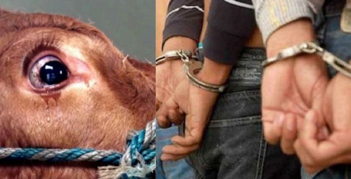 नोएडा, गौहत्या, पुलिस, गिरफ्तार, समुदाय विशेष