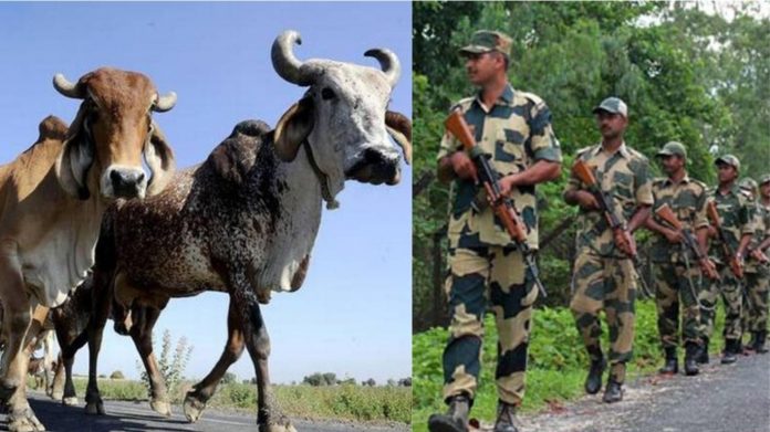 बांग्लादेश, पशु तस्कर