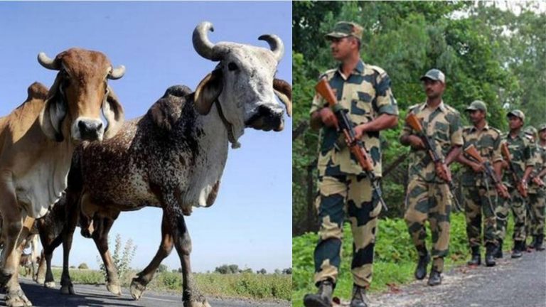 भारत-बांग्लादेश सीमा पर गाय के गले में बम बाँधकर हो रही है तस्करी, 365 गायों को किया गया जब्त