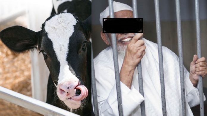 गोहत्या