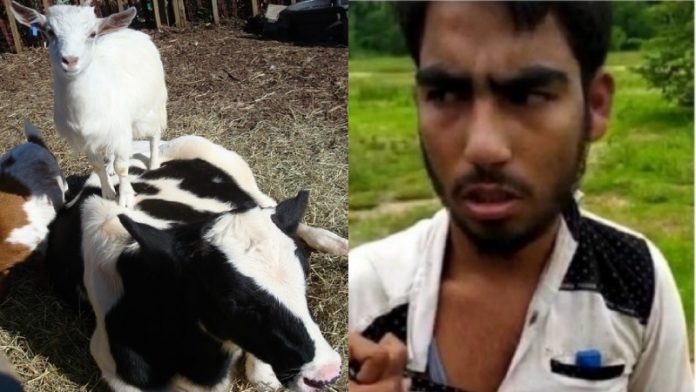 जानवरों का बलात्कार