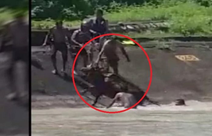 रिटायर्ड फौजी, गाय