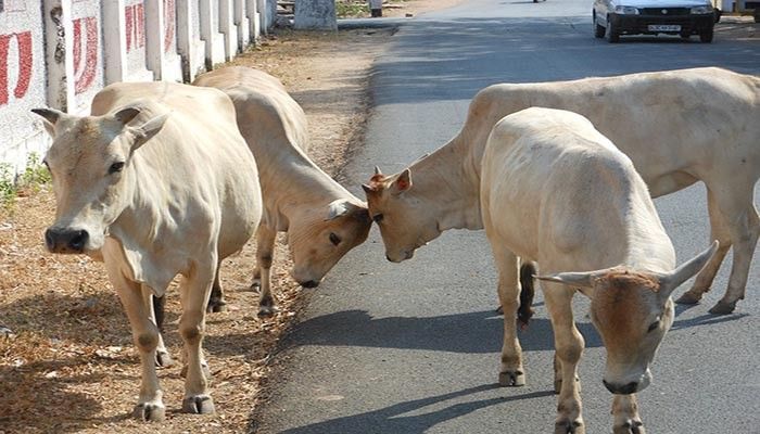 छत्तीसगढ़: गौ हत्या से उबले ग्रामीण,  भारी संख्या में पुलिस बल की तैनाती
