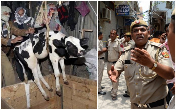 गौ तस्कर