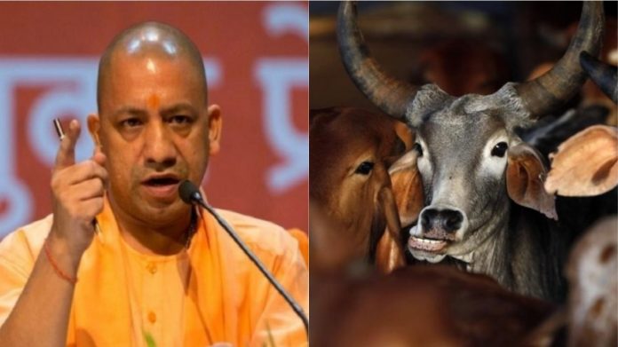 गाय, योगी आदित्यनाथ