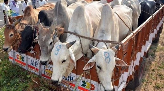 भारत-बांग्लादेश सीमा पर BSF सख्ती से पशु तस्करी में 96% की कमी