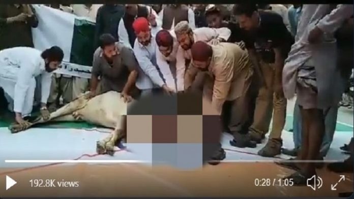 गौ हत्या