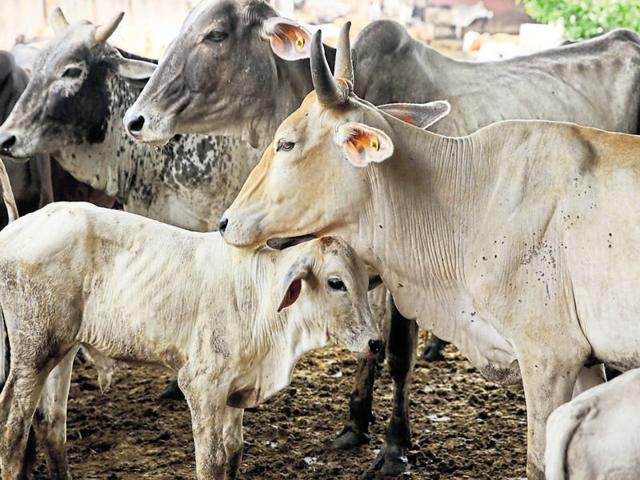 प्रतीकात्मक तस्वीर