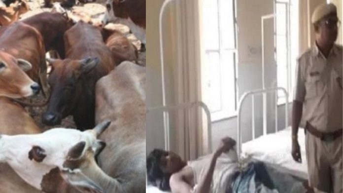 गौ तस्करी, अलवर