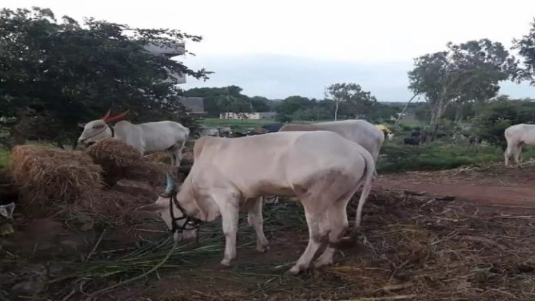 10 साल पहले गोदान, कर्ज चुकाने के लिए 600 Km दूर बाढ़ पीड़ित गाँव को मंदिर ने लिया गोद