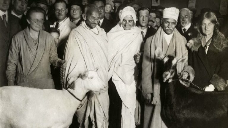 गोरक्षा के लिए जान भी जाए तो ठीक: जानिए गाँधी क्यों करते थे मुस्लिमों के पैर पर गिरने की बात?
