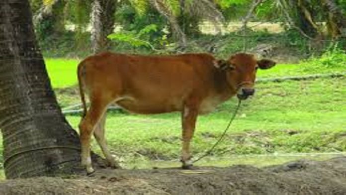 गाय पर हिंसा (सांकेतिक चित्र)