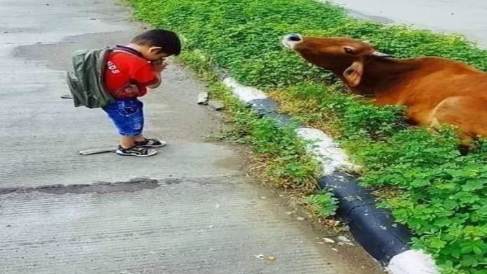 पशुपालन से क्यों टूटा नाता?