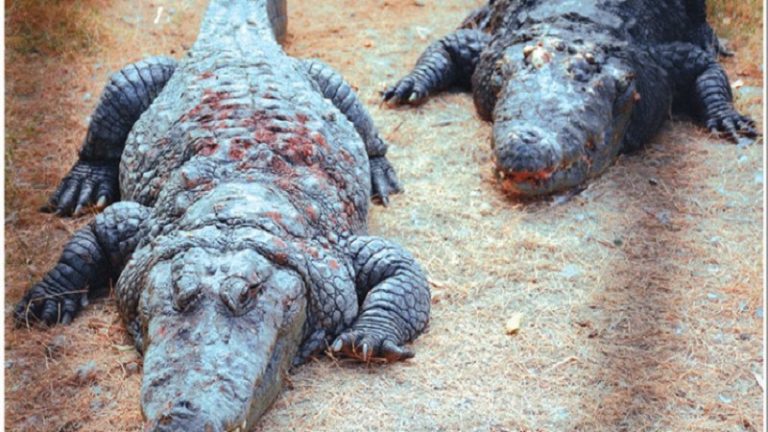 जाहिल पाकिस्तानियों ने मगरमच्छों को भी नहीं छोड़ा, Zoo में ‘अत्याचार’ से इनके शरीर को कर देते हैं लाल