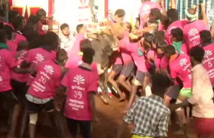 जल्लीकट्टू