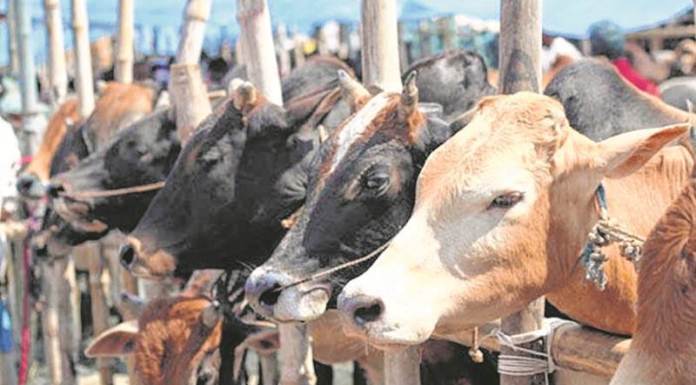 UP: गौ-हत्या मामले में दो गिरफ्तार, इमरान का लाइसेंस होगा रद्द
