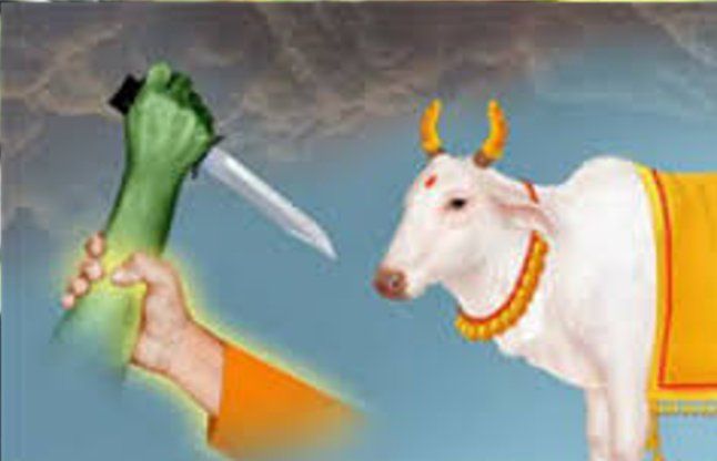 राजस्थान गौ हत्या
