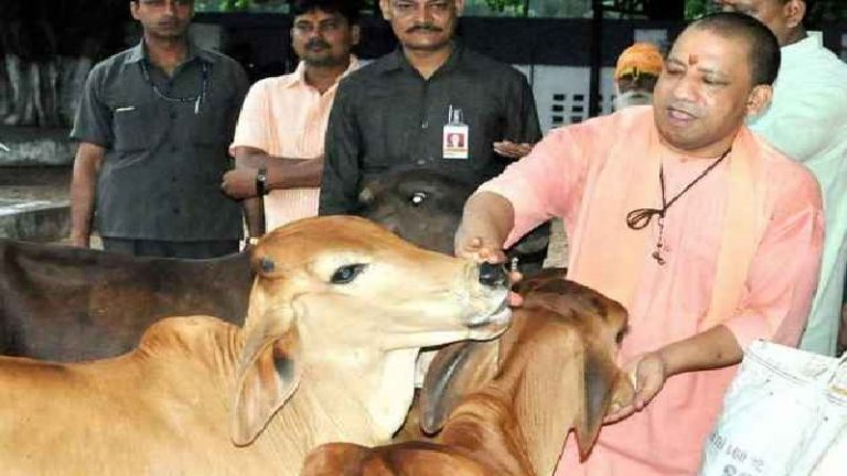 5 लाख गाय, 1.5 लाख बंदर और कुत्ते: सबके खाने की व्यवस्था कर रही योगी सरकार, बनाए 5000 काउ शेल्टर