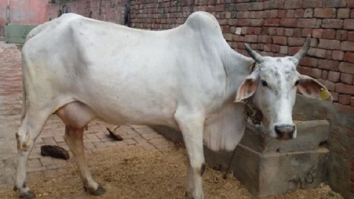राजस्थान गाय विस्फोटक