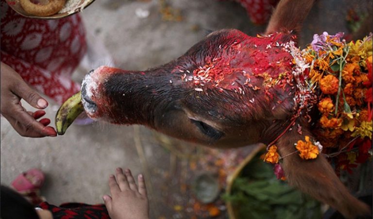 क्या हिन्दू गौमांस खाते थे? वामपंथी कारवाँ मैग्जीन ने संस्कृत के अज्ञान के कारण फिर दिखाई मूर्खता
