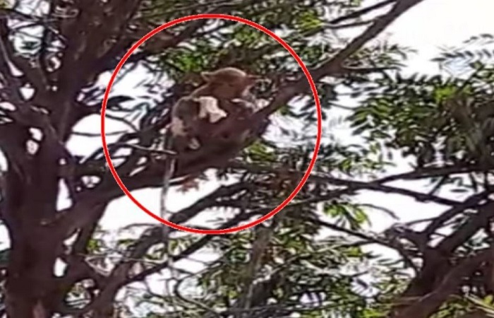 मेरठ: लैब तकनीशियन से कोरोना संदिग्ध का ब्लड सैंपल छीनकर भागा बंदर, मची अफरातफरी