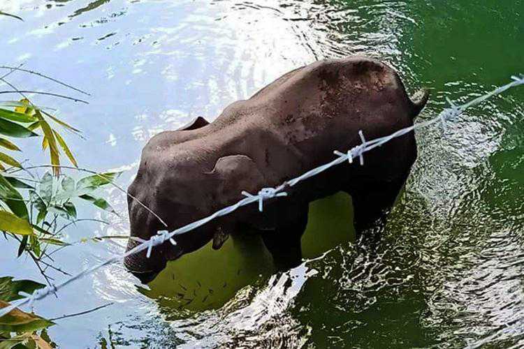 गर्भवती हथिनी की हत्या पर केंद्र ने केरल सरकार से माँगी रिपोर्ट, अज्ञात के खिलाफ FIR
