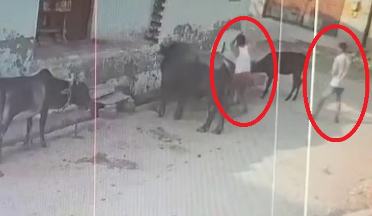 बछड़े की पीट-पीट कर हत्या, CCTV में कैद वीडियो हुआ वायरल: आगरा में UP पुलिस ने पकड़े दो आरोपित