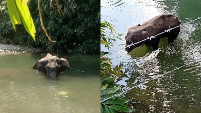 गर्भवती हथिनी को धोखे से खिलाए पटाखे, नदी में खड़े-खड़े हो गई मौत: पीड़ा के बावजूद किसी को नहीं पहुँचाया नुकसान