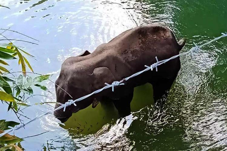 केरल: गर्भवती हथिनी की हत्या में अब्दुल करीम और उसका बेटा रियाजुद्दीन फरार