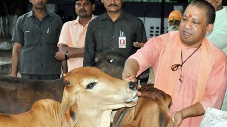 गोहत्या पर 10 वर्ष का कारावास, ₹5 लाख का जुर्माना: गोवंश संरक्षण के लिए सख्त हुई UP की योगी सरकार