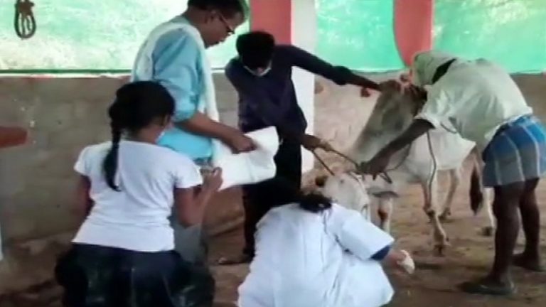 शिकारियों का रखा क्रूड बम खा गई गाय, मुँह में ही फटा, जबड़ा बुरी तरह जख्मी: आंध्र में केरल जैसी घटना