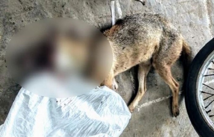 माँस के साथ लपेट कर विस्फोटक खिलाया, मुँह फटने से सियार की मौत: तमिलनाडु से 12 गिरफ्तार