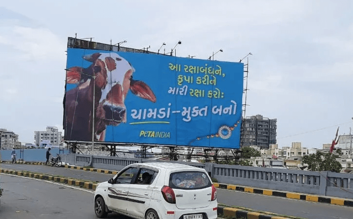 रक्षाबंधन पर गाय के चमड़े के उपयोग न करने की सलाह पर खुद ही फँसा PETA इंडिया, लोगों ने पूछा- राखी में कहाँ होता है चमड़े का उपयोग