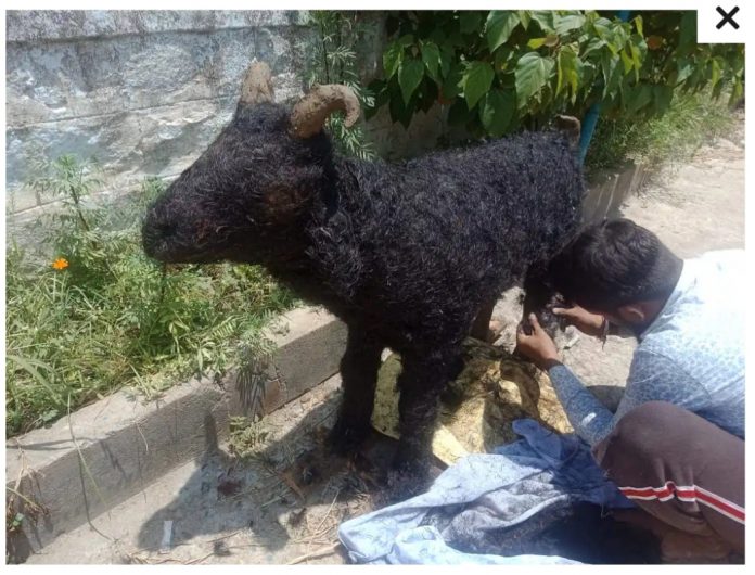सिंथेटिक बकरा